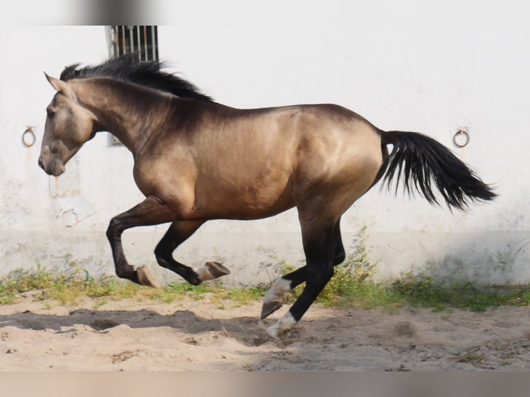 Lusitano Stallion 3 years 17 hh Dun in Goleg&#xE3;