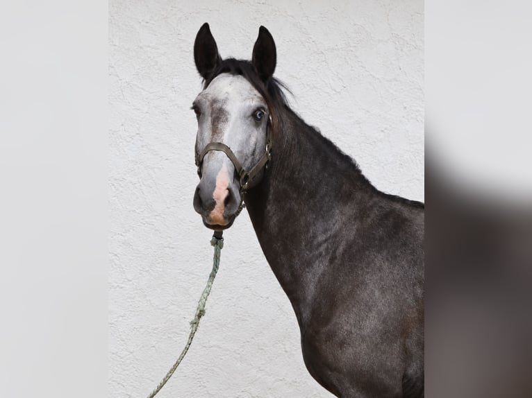 Lusitano Stallion 3 years Grey in Elvas