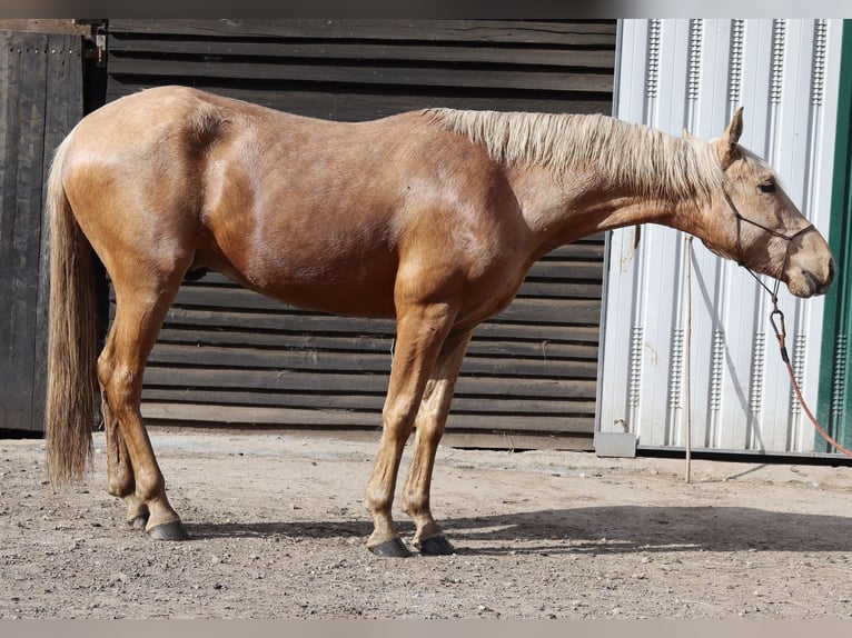 Lusitano Mix Stallion 3 years Pearl in Miengo