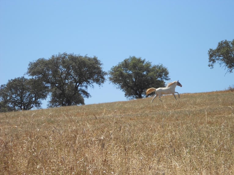 Lusitano Stallion 4 years 14,2 hh Cremello in Ferradura Nova