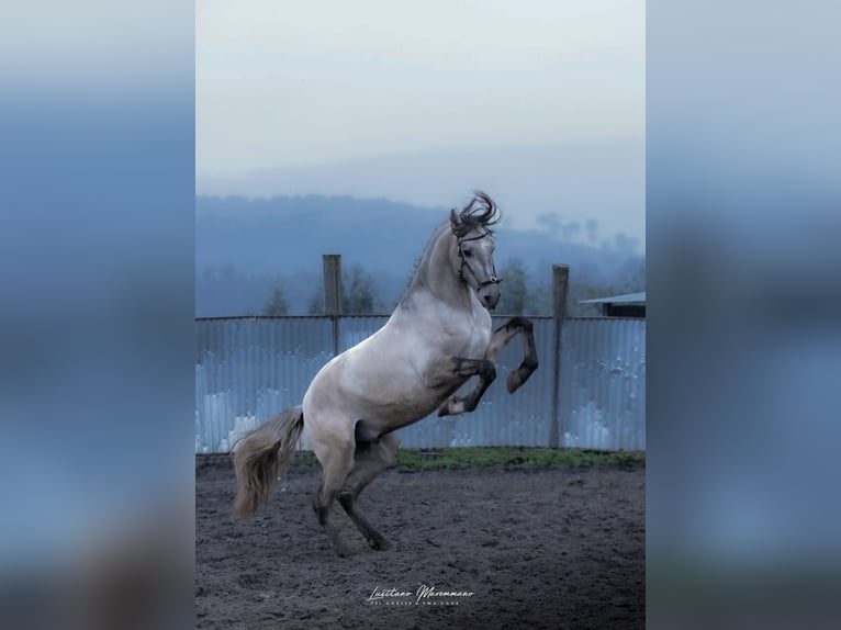 Lusitano Stallion 4 years 14,3 hh Brown Falb mold in Rio Maior
