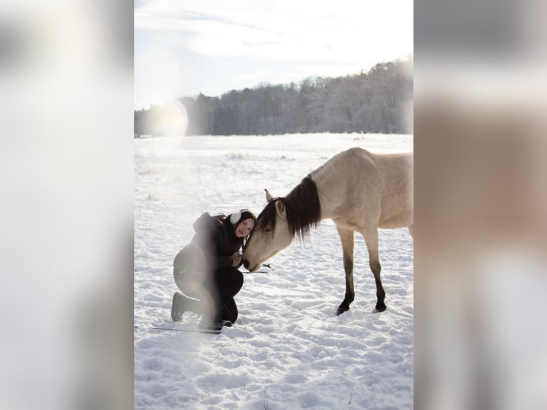 Lusitano Stallion 4 years 15.1 hh Buckskin in Buckow