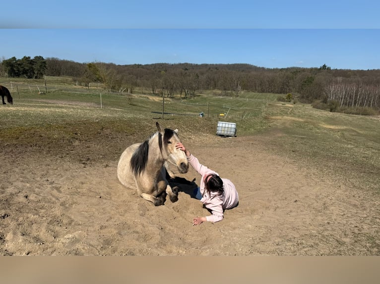 Lusitano Stallion 4 years 15.1 hh Buckskin in Buckow