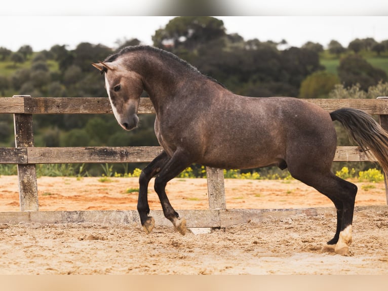 Lusitano Stallion 4 years 15,1 hh Can be white in Santarem