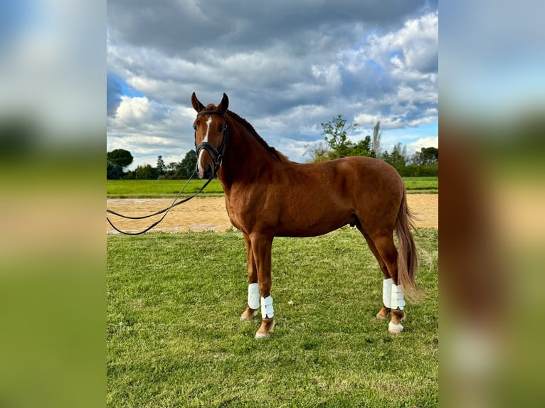 Lusitano Stallion 4 years 15.1 hh Chestnut-Red in Hamburg