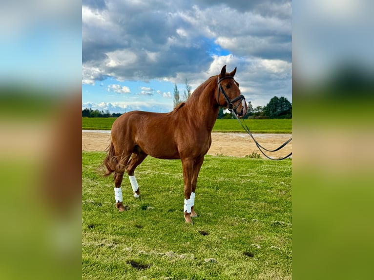 Lusitano Stallion 4 years 15.1 hh Chestnut-Red in Hamburg