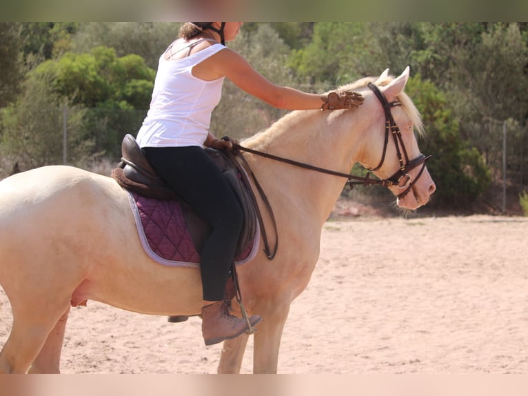 Lusitano Mix Stallion 4 years 15,1 hh Cremello in Valencia