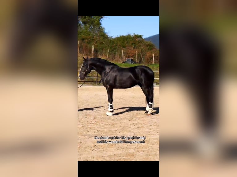 Lusitano Stallion 4 years 15.2 hh Black in Bilbao