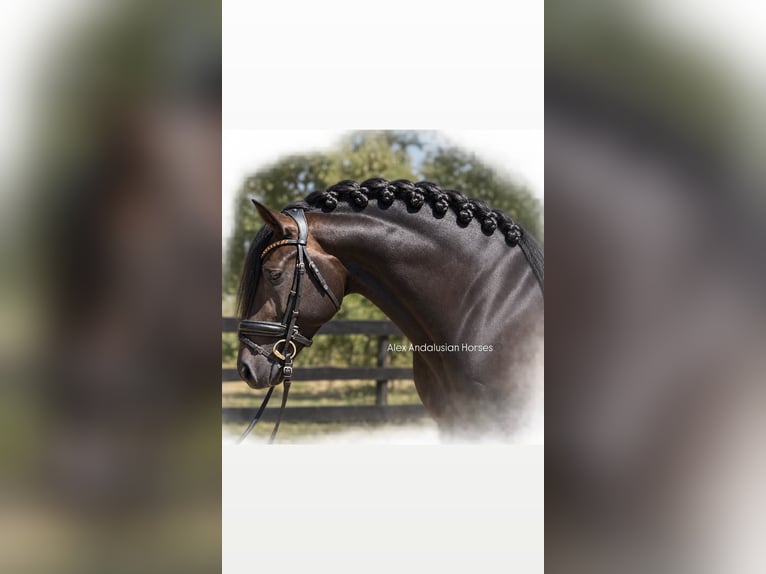 Lusitano Stallion 4 years 15.2 hh Brown in Sevilla