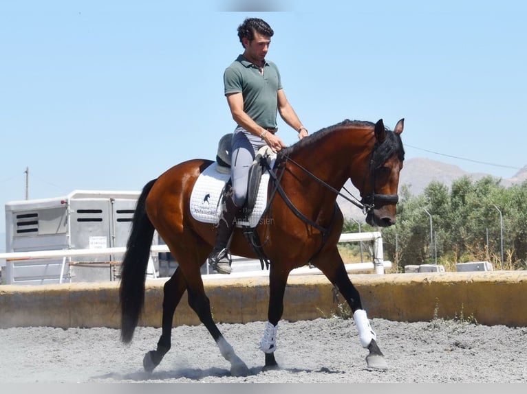 Lusitano Stallion 4 years 15,2 hh Brown in Miralvalles