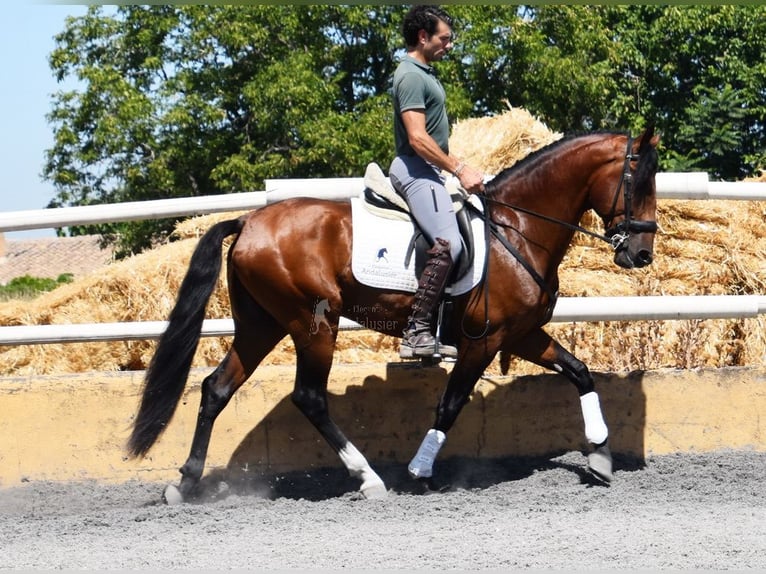 Lusitano Stallion 4 years 15,2 hh Brown in Miralvalles