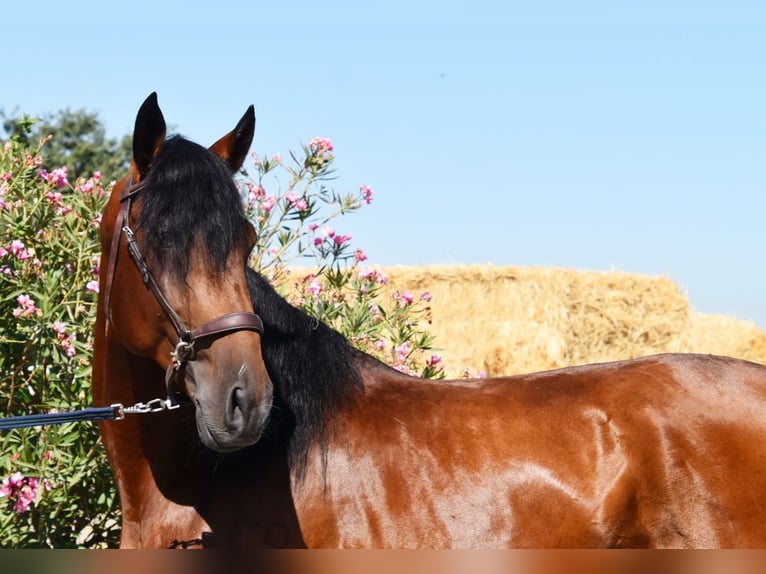 Lusitano Stallion 4 years 15,2 hh Brown in Miralvalles