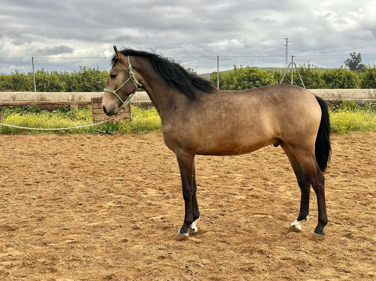 Lusitano Stallion 4 years 15,2 hh Buckskin in Galaroza (Huelva)