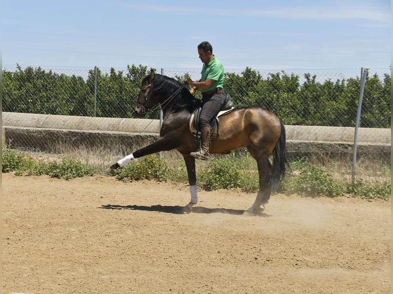 Lusitano Stallion 4 years 15,2 hh Buckskin in Galaroza (Huelva)