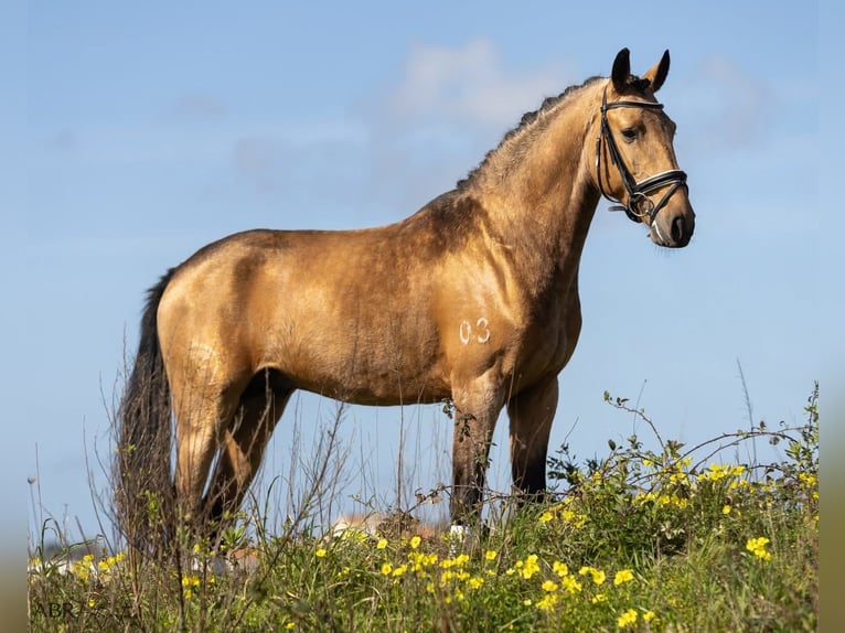 Lusitano Stallion 4 years 15.2 hh Buckskin in Mafra