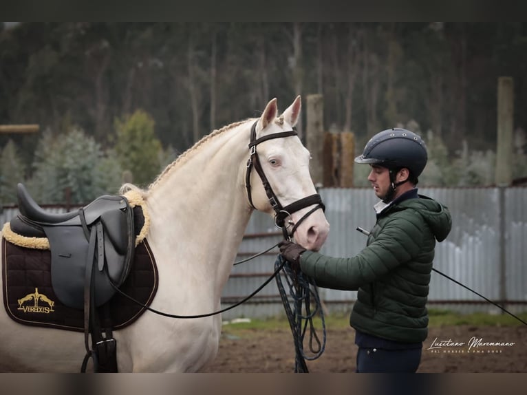 Lusitano Stallion 4 years 15.2 hh Cremello in RIO MAIOR