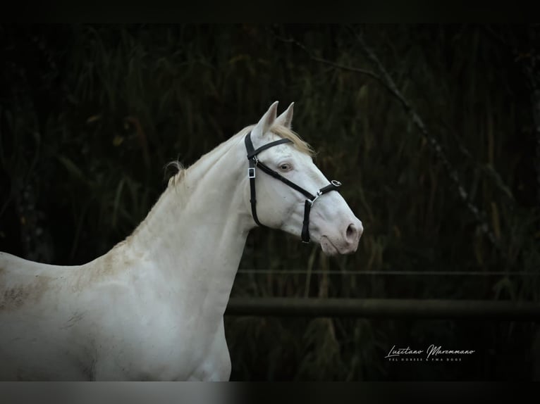 Lusitano Stallion 4 years 15.2 hh Cremello in RIO MAIOR