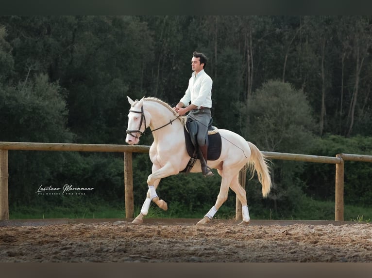 Lusitano Stallion 4 years 15.2 hh Cremello in RIO MAIOR