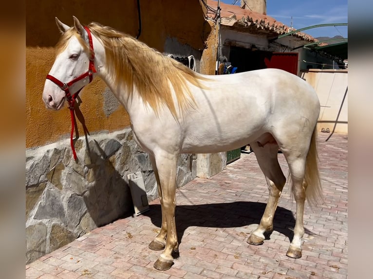 Lusitano Stallion 4 years 15,2 hh Cremello in Lorca