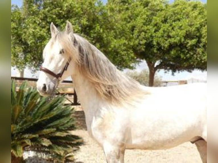 Lusitano Mix Stallion 4 years 15,2 hh Gray in Alicante