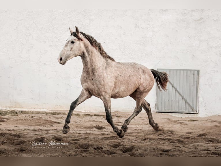 Lusitano Stallion 4 years 15.2 hh Grey in Rio Maior