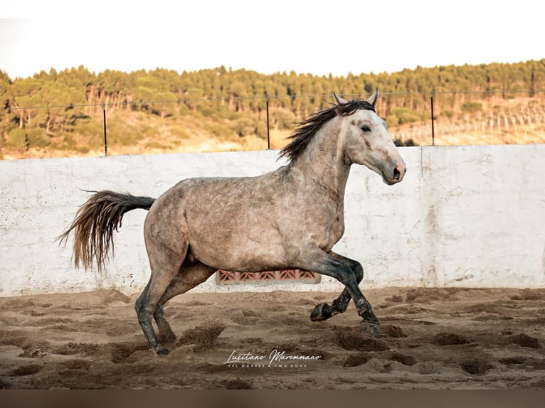 Lusitano Stallion 4 years 15.2 hh Grey in Rio Maior