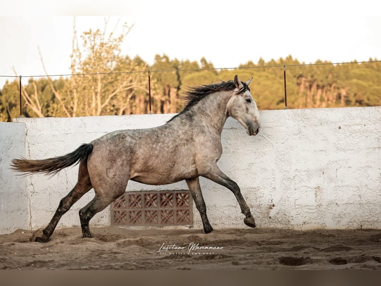 Lusitano Stallion 4 years 15.2 hh Grey in Rio Maior
