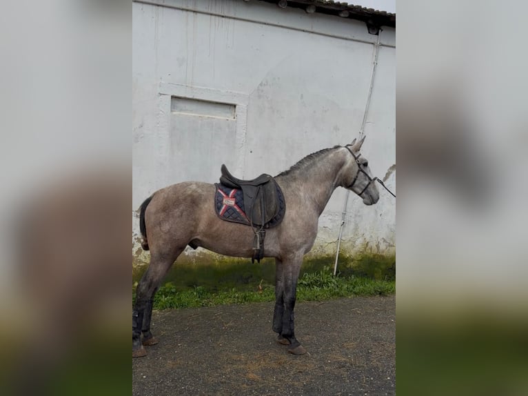 Lusitano Stallion 4 years 15.2 hh Grey in Rio Maior