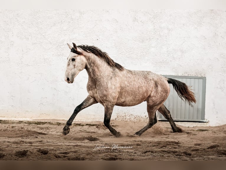 Lusitano Stallion 4 years 15.2 hh Grey in Rio Maior