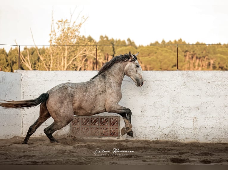 Lusitano Stallion 4 years 15.2 hh Grey in Rio Maior