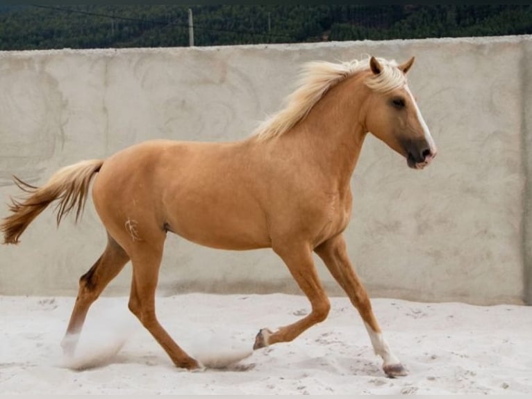 Lusitano Stallion 4 years 15,2 hh Palomino in Cidade de torres