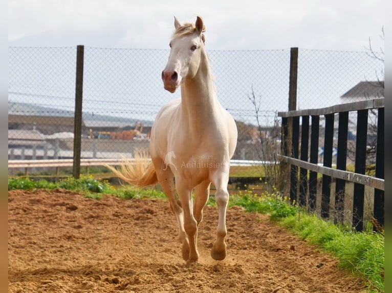 Lusitano Stallion 4 years 15,2 hh Perlino in Provinz Malaga