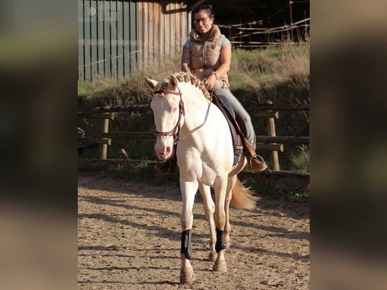 Lusitano Stallion 4 years 15,2 hh Perlino in Ergeshausen