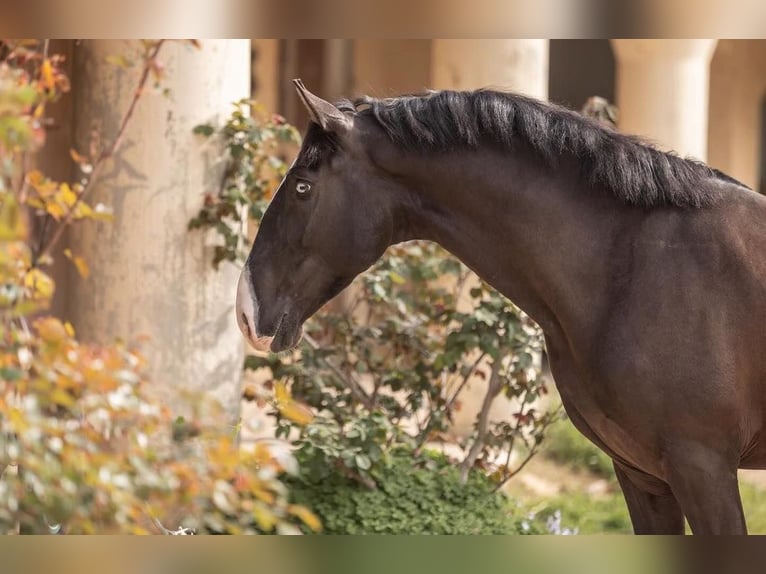 Lusitano Stallion 4 years 15,2 hh Smoky-Black in Aramon, Occitanie