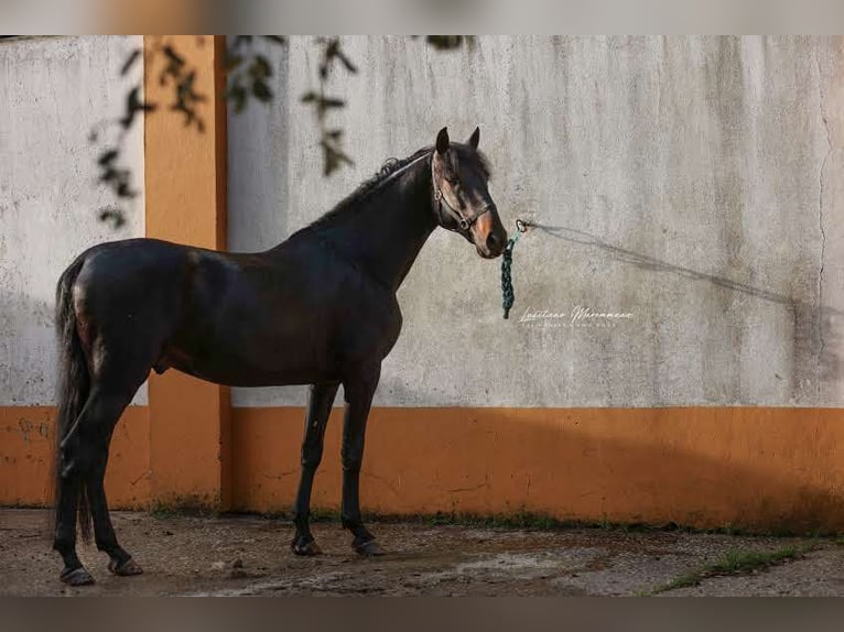 Lusitano Stallion 4 years 15,2 hh Smoky-Black in Rio Maior