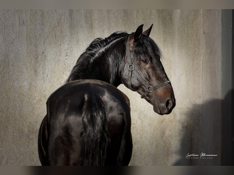 Lusitano Stallion 4 years 15,2 hh Smoky-Black in Rio Maior