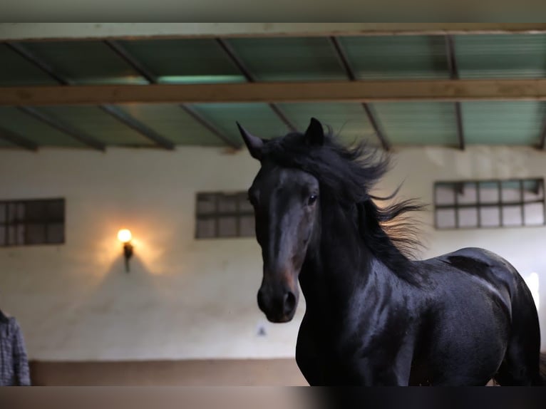Lusitano Stallion 4 years 15,2 hh Smoky-Black in Rio Maior