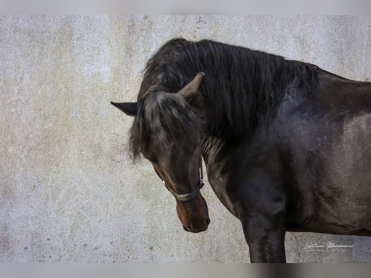 Lusitano Stallion 4 years 15,2 hh Smoky-Black in Rio Maior