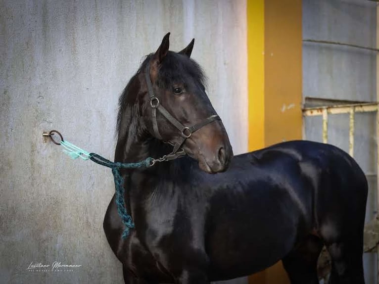 Lusitano Stallion 4 years 15,2 hh Smoky-Black in Rio Maior