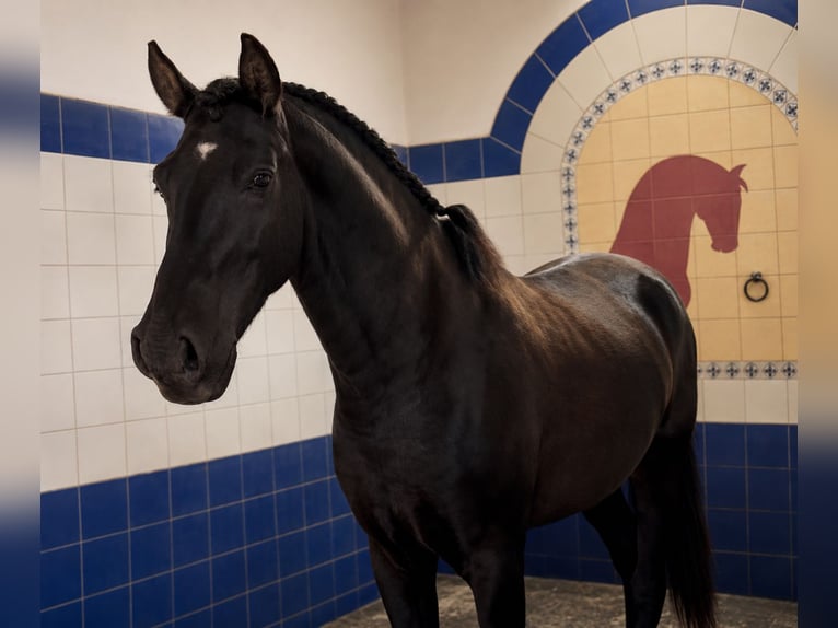 Lusitano Stallion 4 years 15.3 hh Black in Rio Maior