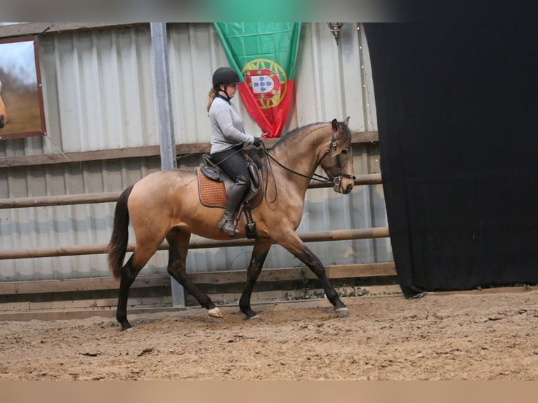 Lusitano Stallion 4 years 15.3 hh Buckskin in Postfeld