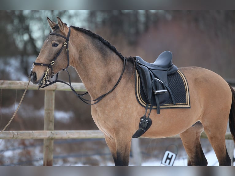 Lusitano Stallion 4 years 15.3 hh Buckskin in Postfeld