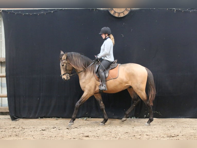 Lusitano Stallion 4 years 15.3 hh Buckskin in Postfeld