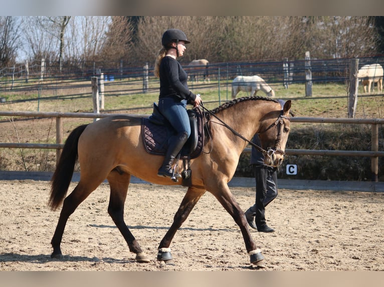 Lusitano Stallion 4 years 15.3 hh Buckskin in Postfeld