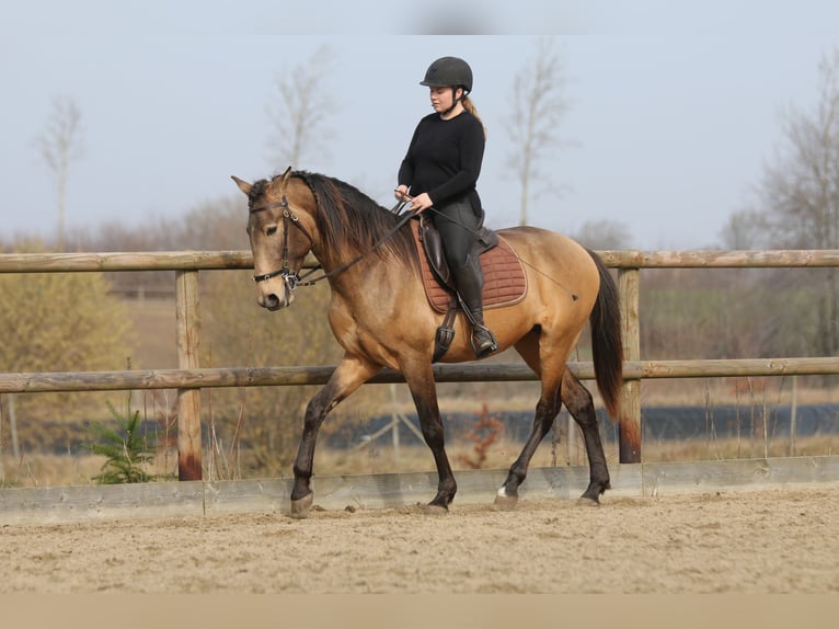 Lusitano Stallion 4 years 15.3 hh Buckskin in Postfeld