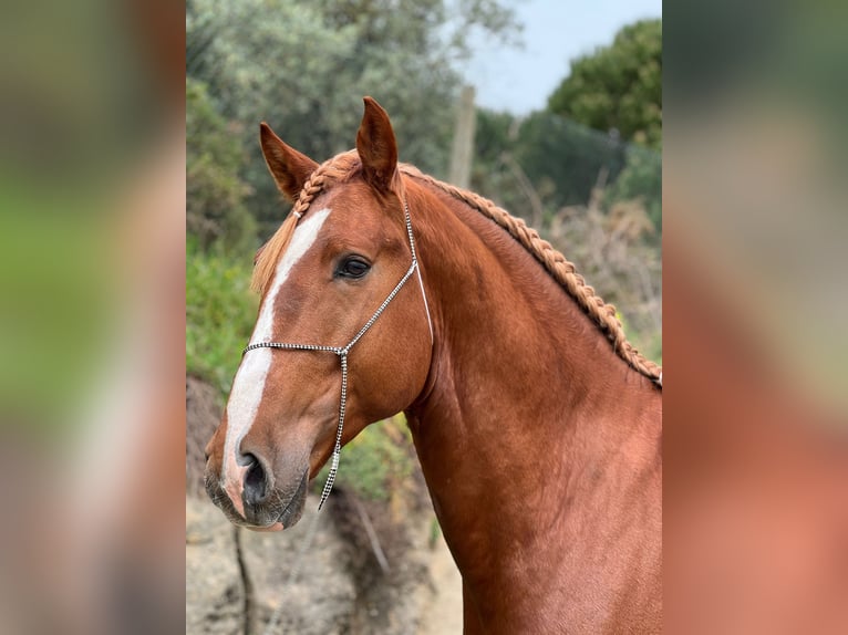 Lusitano Stallion 4 years 15,3 hh Chestnut-Red in Rio Maior