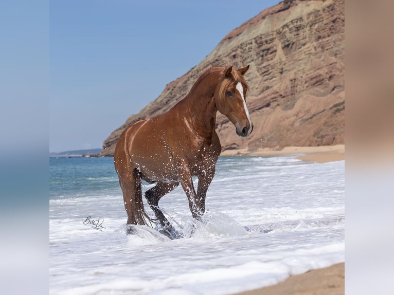 Lusitano Stallion 4 years 15,3 hh Chestnut-Red in Rio Maior