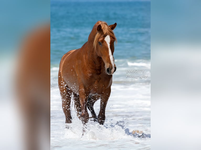 Lusitano Stallion 4 years 15,3 hh Chestnut-Red in Rio Maior