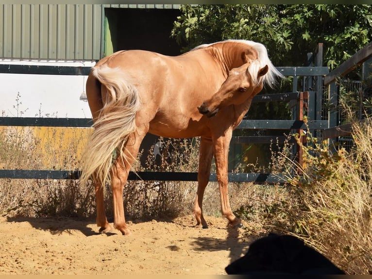 Lusitano Stallion 4 years 15,3 hh Palomino in Provinz Malaga