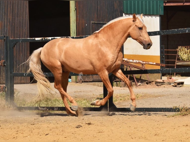 Lusitano Stallion 4 years 15,3 hh Palomino in Provinz Malaga